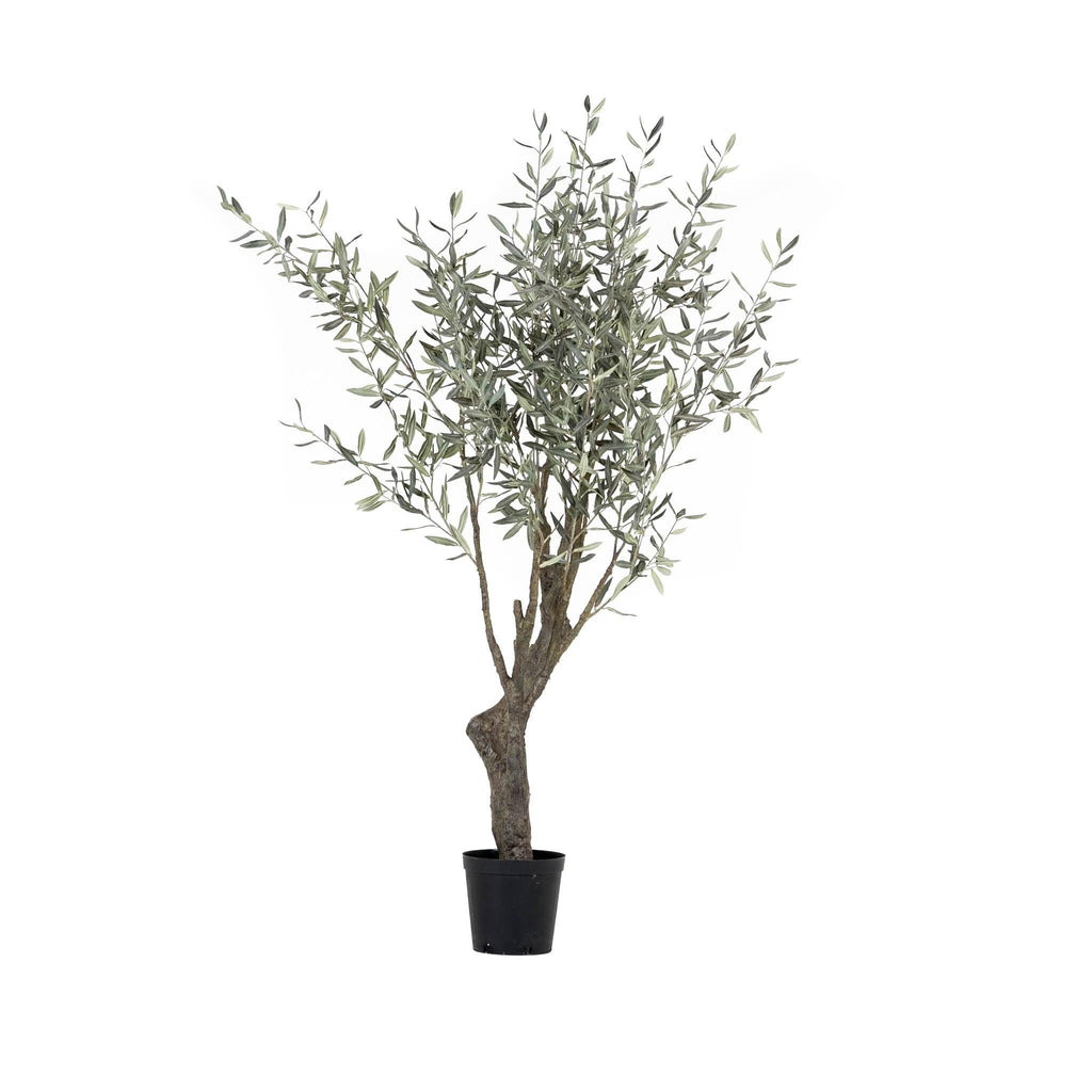 Grand Olive Tree Drop-In 6'6" - Pure Salt Shoppe