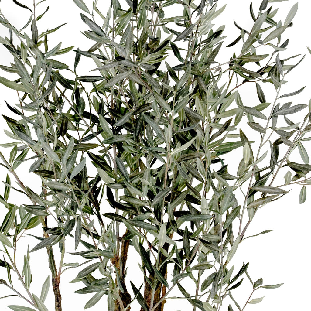 Grand Olive Tree Drop-In 6'6" - Pure Salt Shoppe