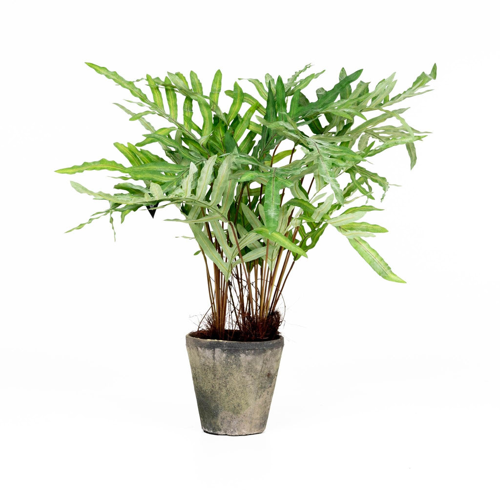 Hare's Foot Fern Potted 36" - Pure Salt Shoppe