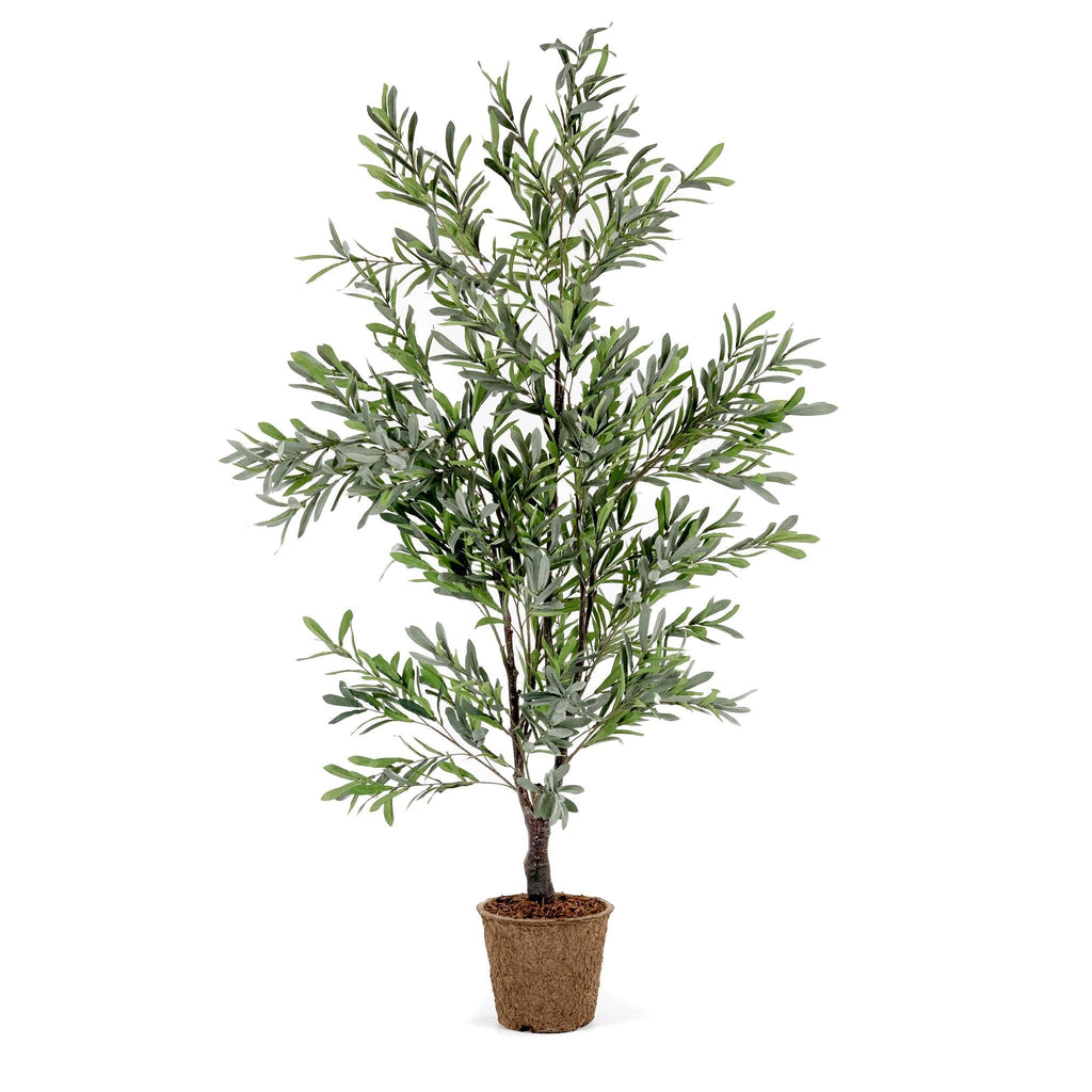 Olive Tree 5.5' - Pure Salt Shoppe