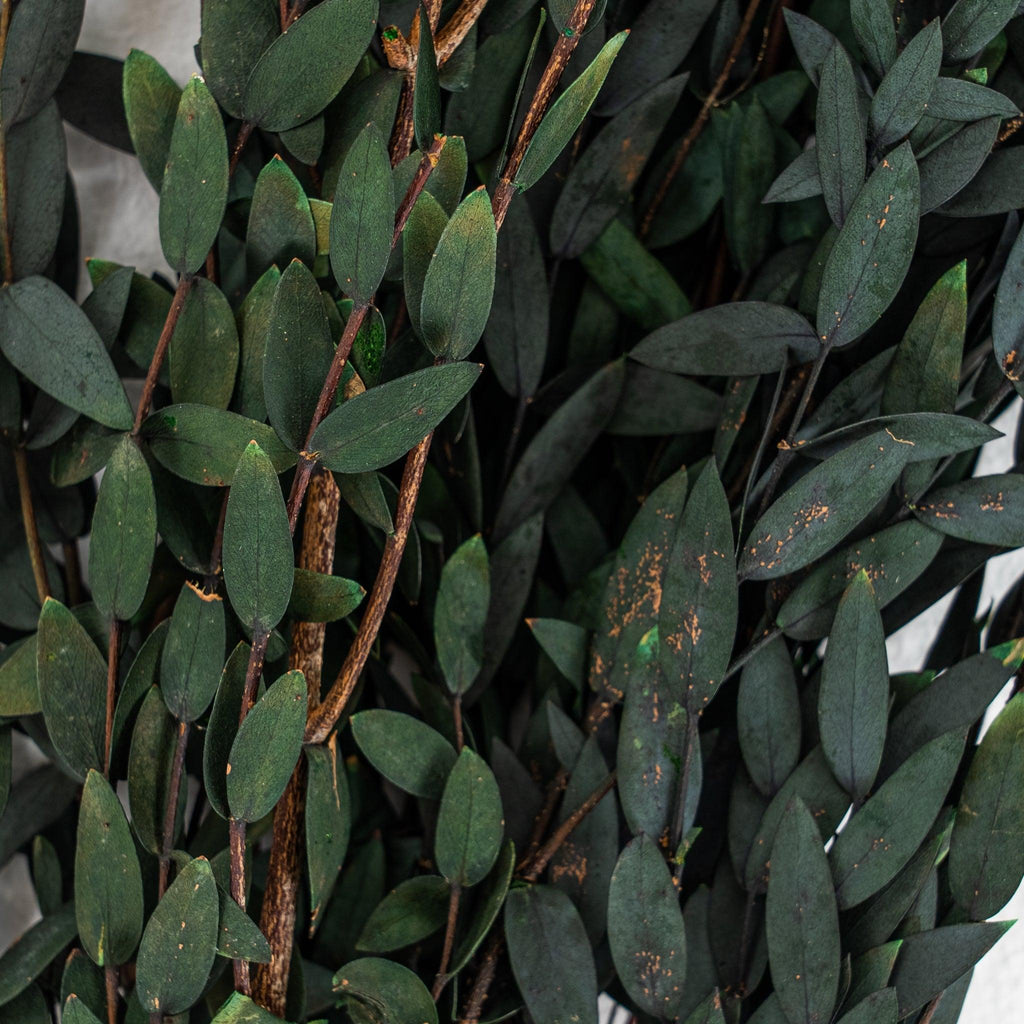 Preserved Small Leaf Eucalyptus - 20-30" - Pure Salt Shoppe
